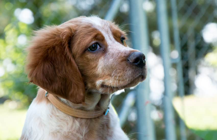Arnaques aux animaux de compagnie