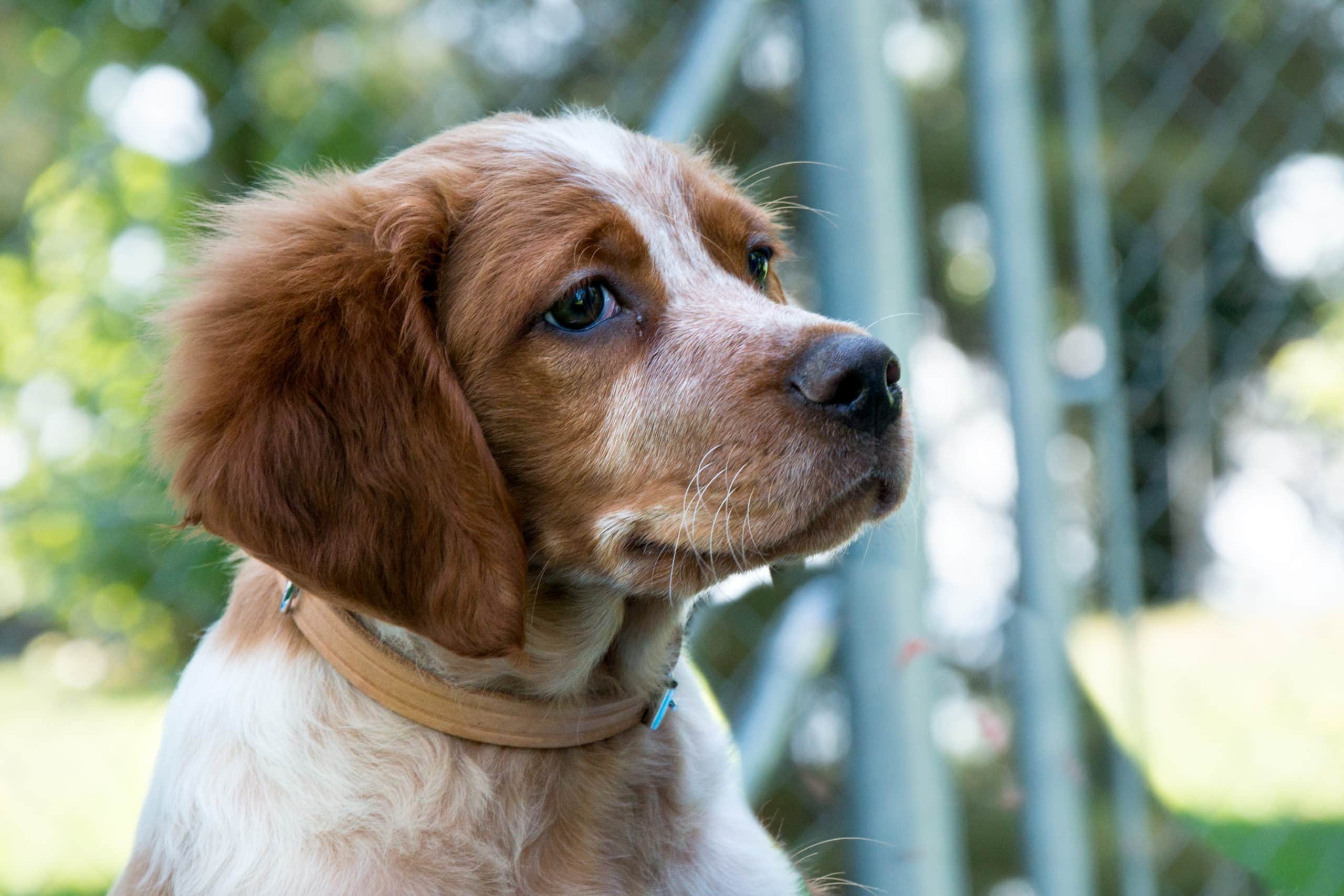 Arnaques aux animaux de compagnie (pet scams)